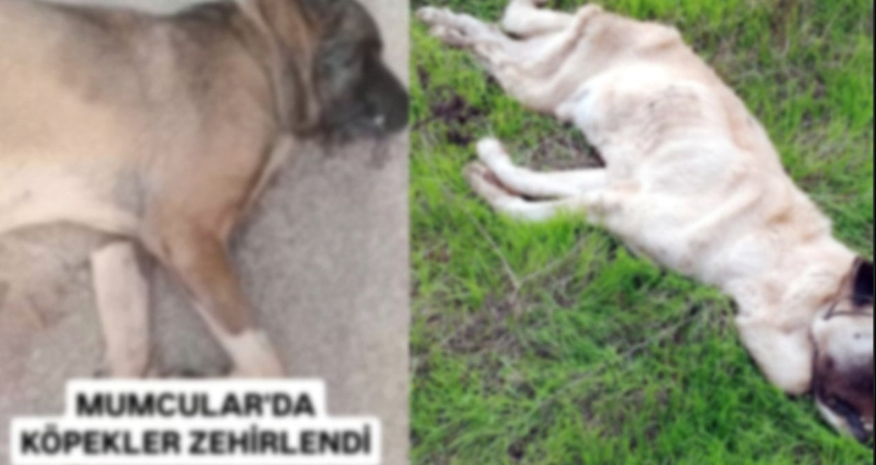 Bodrum’da vahşet: Köpekleri telle boğup zehirlediler